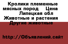 Кролики племенные мясных пород. › Цена ­ 200 - Липецкая обл. Животные и растения » Другие животные   